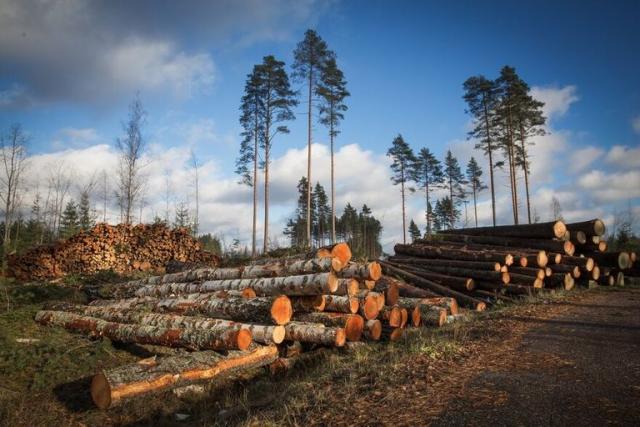 Industria forestal